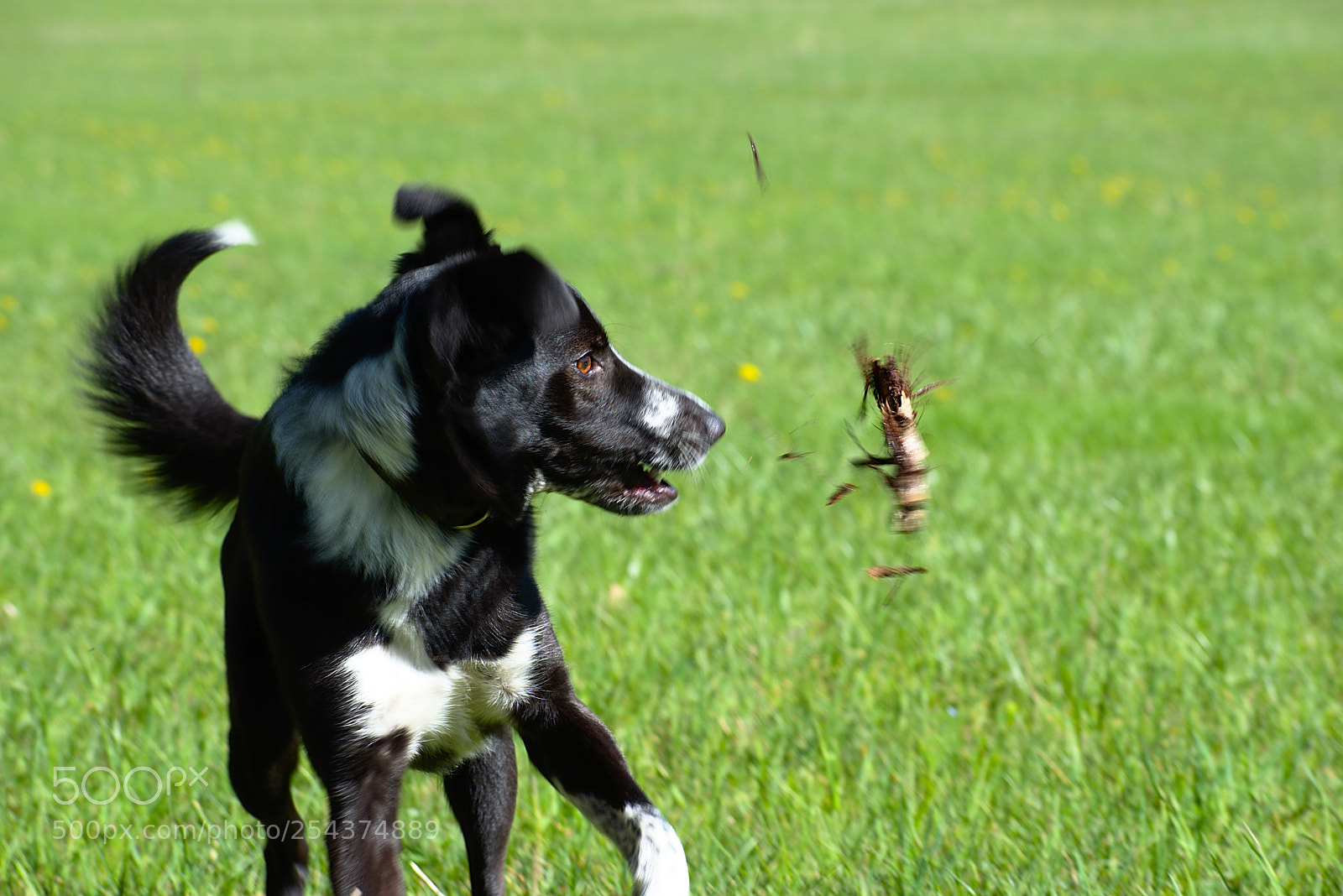 Nikon D5600 sample photo. This stick stinks! photography