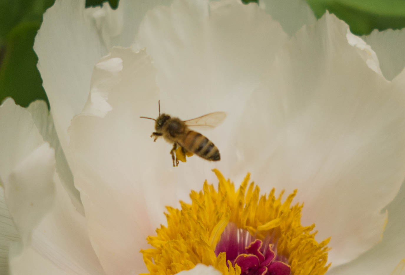 Leica X (Typ 113) sample photo. Bee loves flower. photography