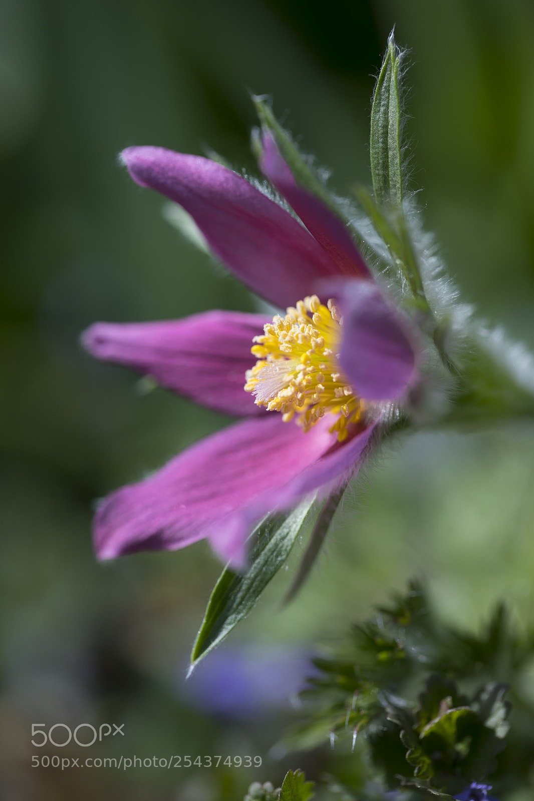 Canon EOS 5D Mark IV sample photo. Pasque flower photography