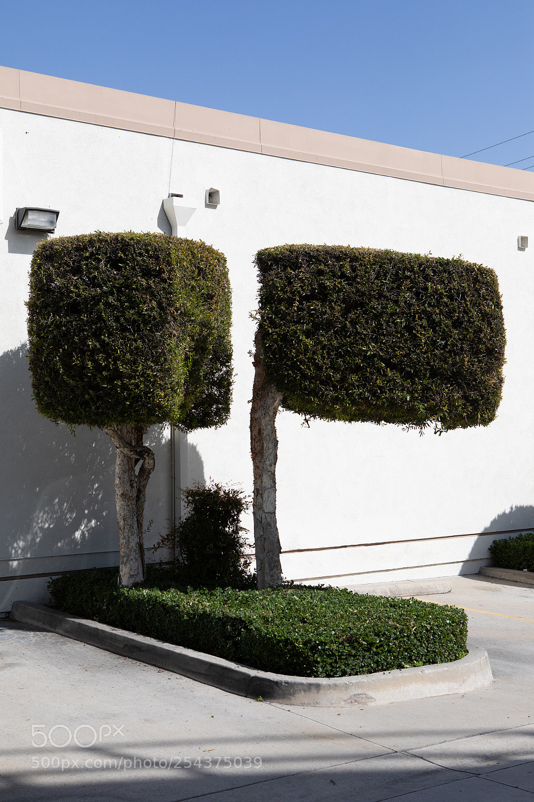 Canon EOS 5D Mark IV sample photo. Two topiary parking lot photography