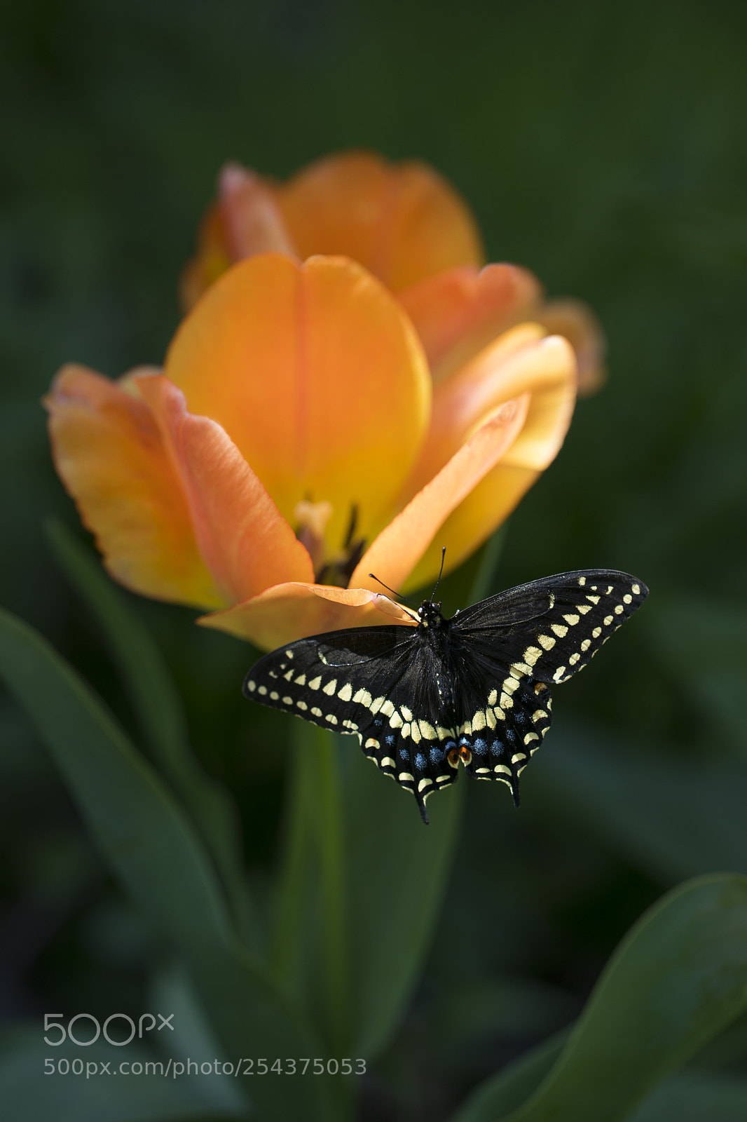 Canon EOS 5D Mark IV sample photo. Black swallowtail 2018 photography