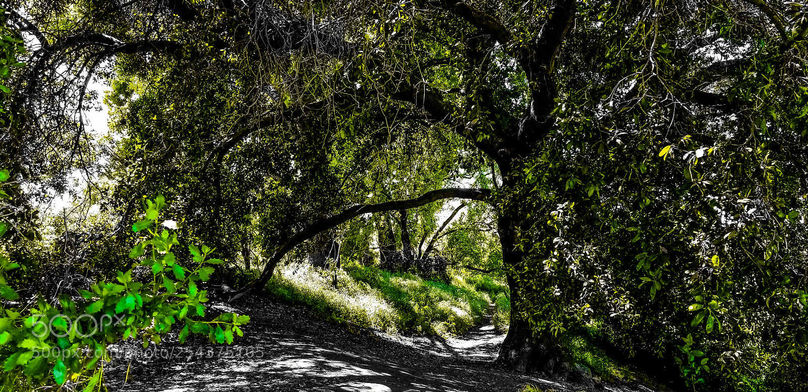 Samsung Galaxy S8+ sample photo. River path photography