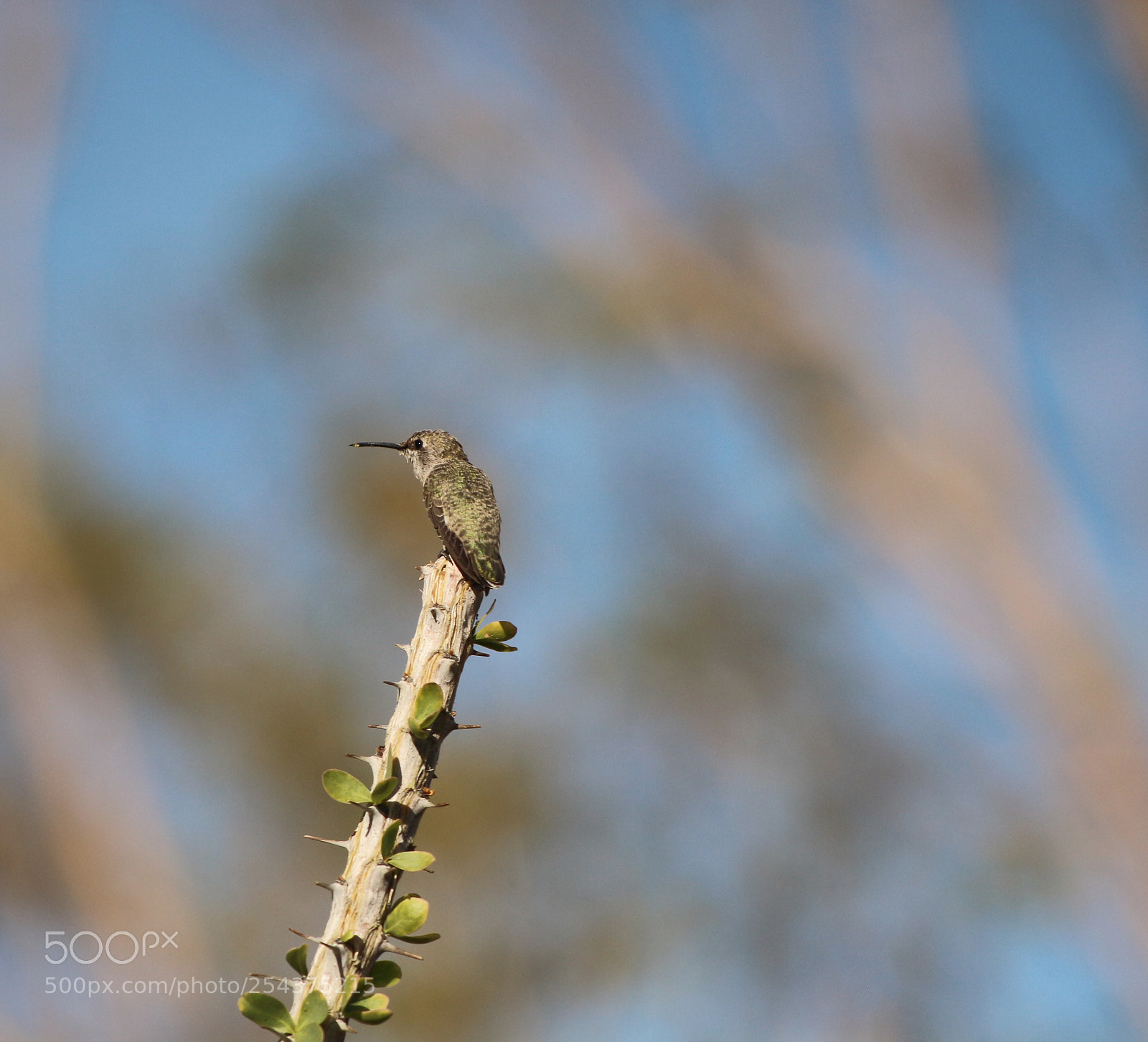 Canon EOS 650D (EOS Rebel T4i / EOS Kiss X6i) sample photo. Hummingbirds photography