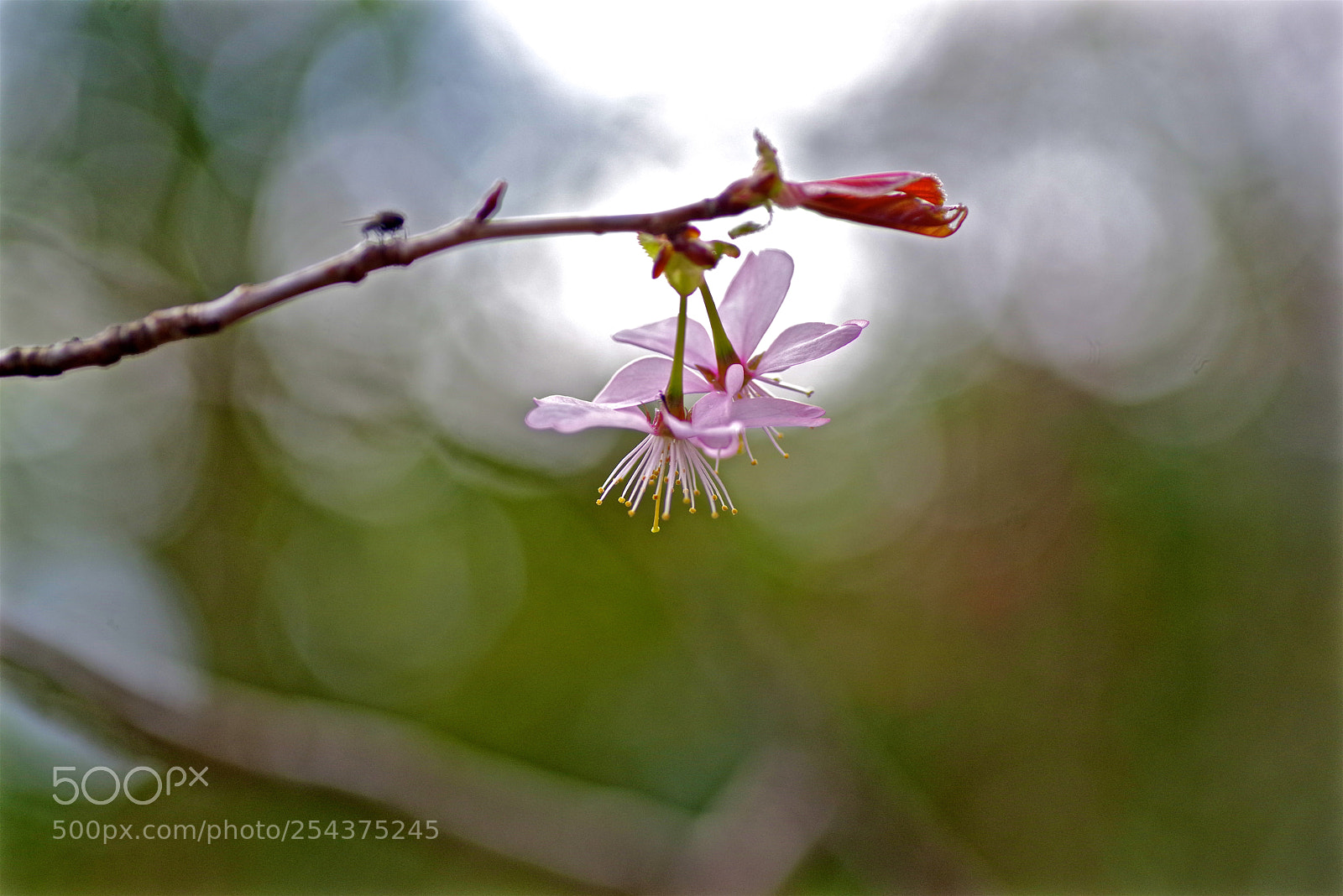 Pentax K-1 sample photo. Weeping cherry photography