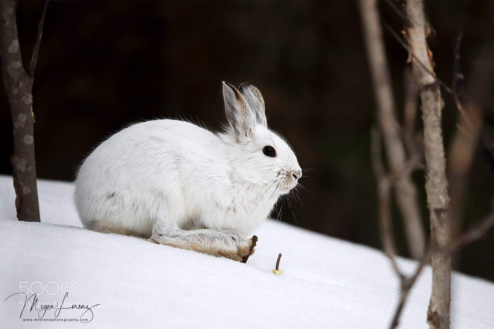 Canon EOS-1D X Mark II sample photo. Winter whites photography