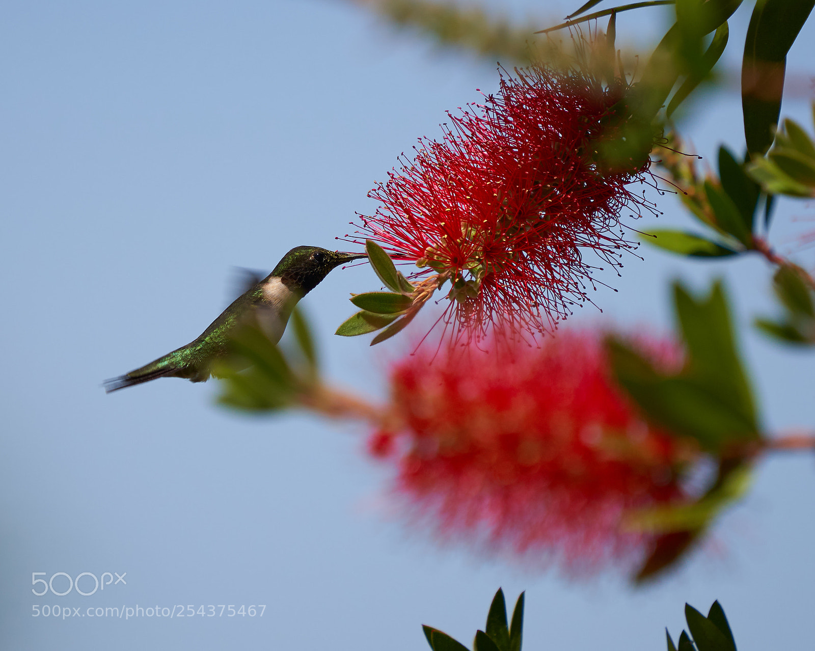 Sony a7R III sample photo. Black-chinned hummingbird photography