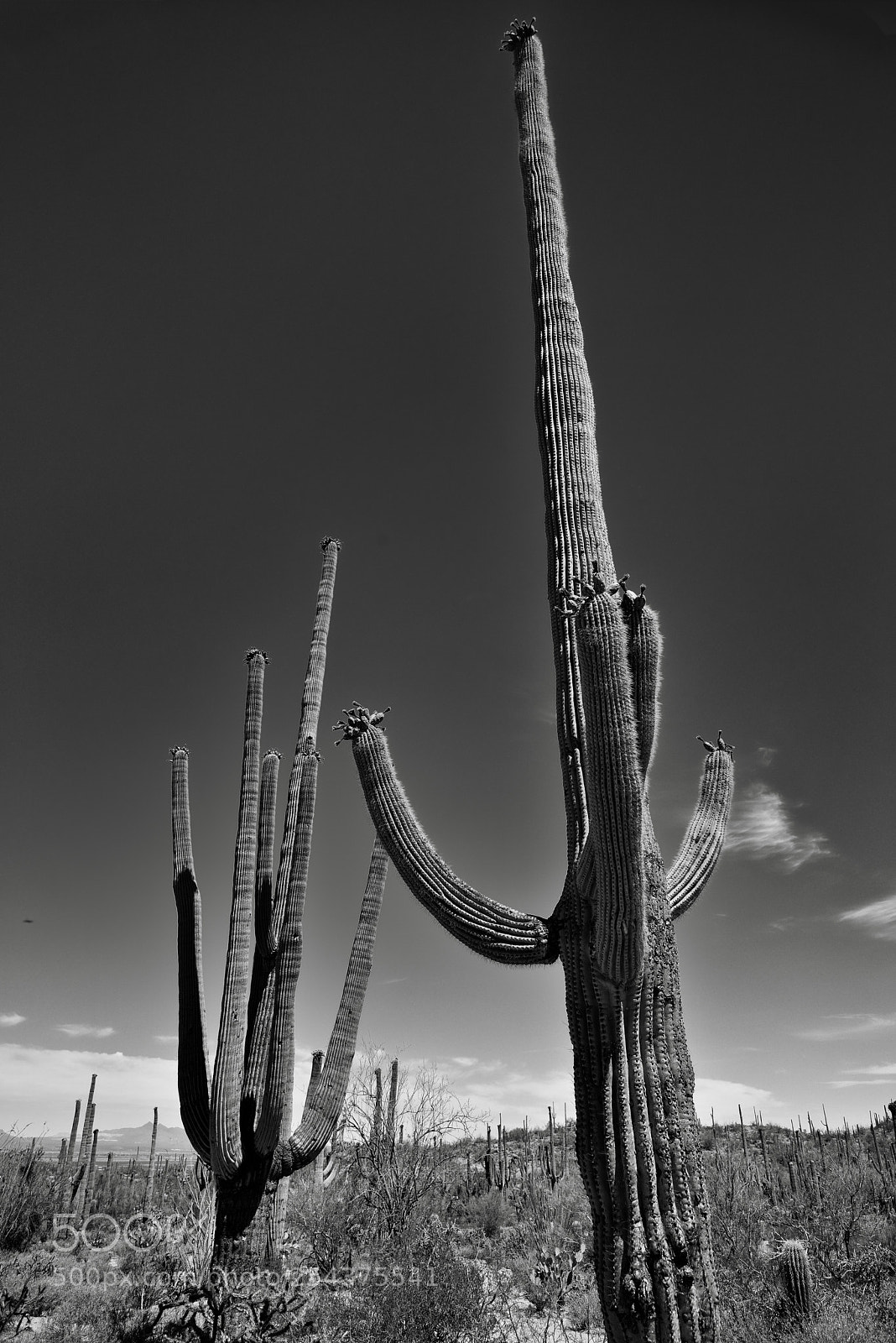 Nikon D800E sample photo. The many arms of photography