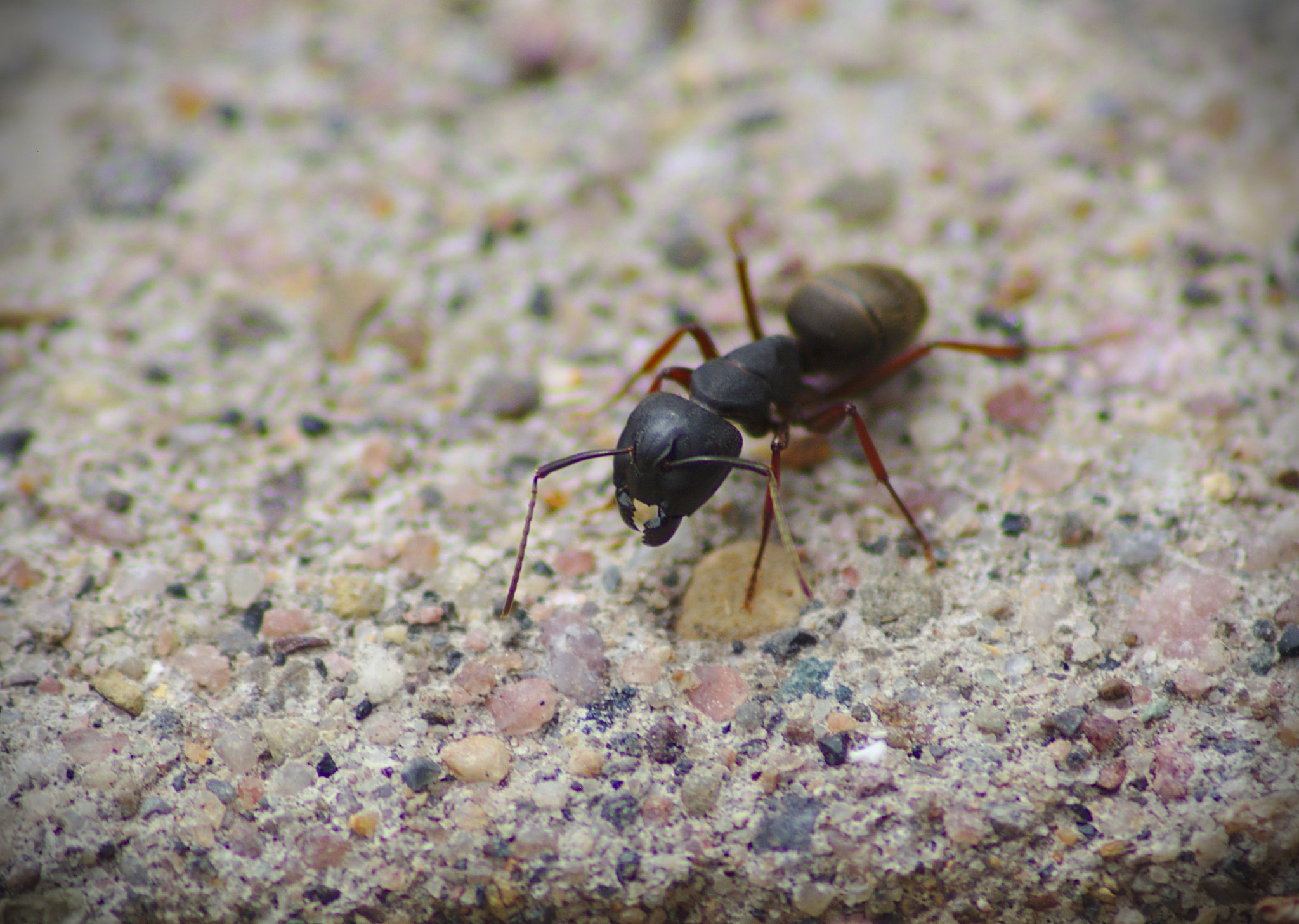 Canon EOS 1000D (EOS Digital Rebel XS / EOS Kiss F) sample photo. Ant photography