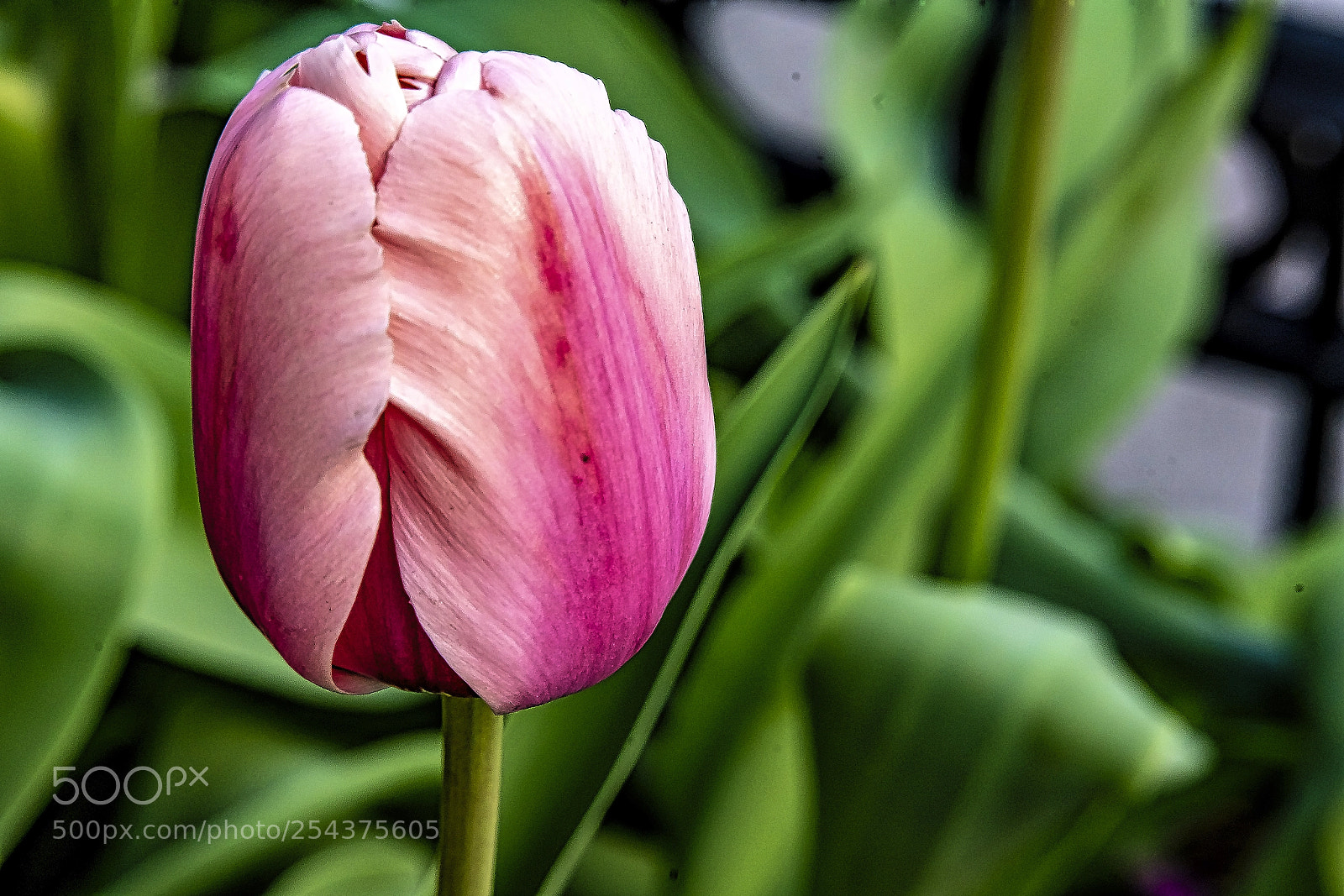 Sony a7 III sample photo. The tulip readies photography