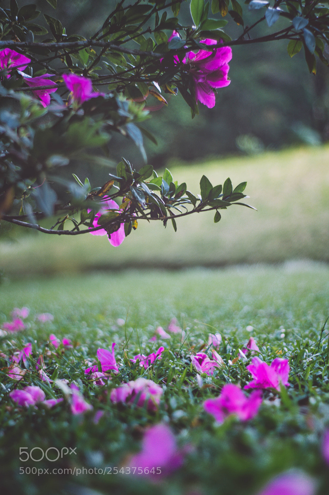 Canon EOS 1200D (EOS Rebel T5 / EOS Kiss X70 / EOS Hi) sample photo. Nature knows no boundaries photography