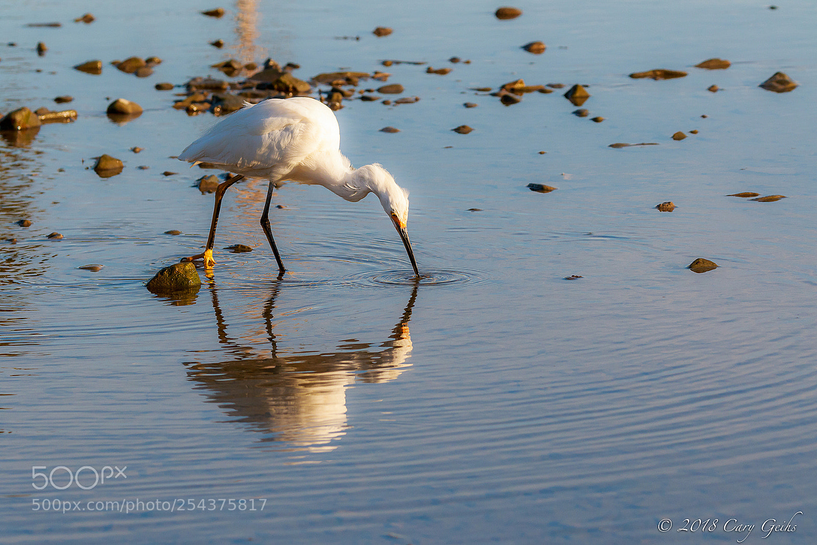 Canon EOS 7D Mark II sample photo. Egret photography