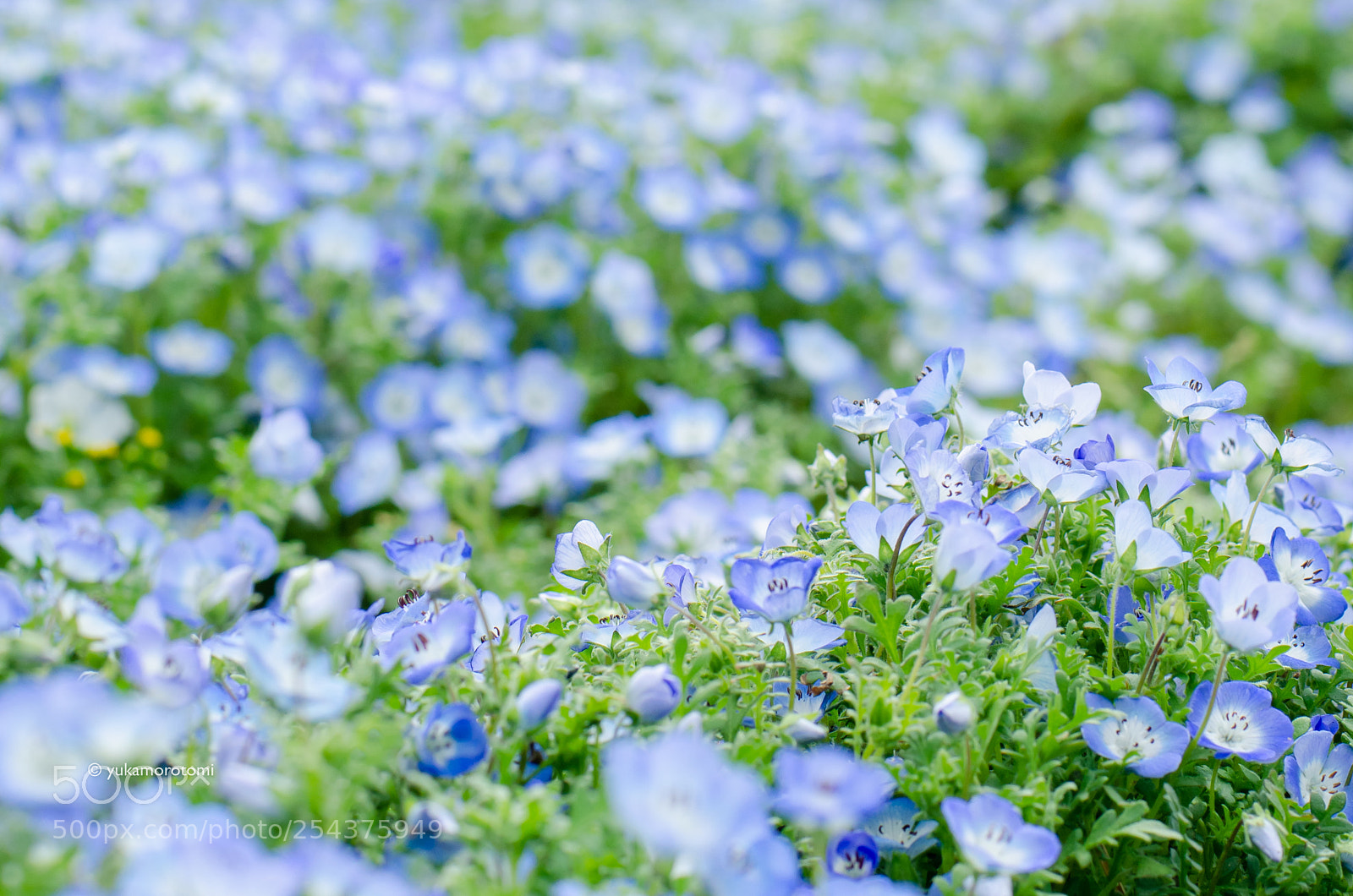 Nikon D7000 sample photo. Nemophila photography