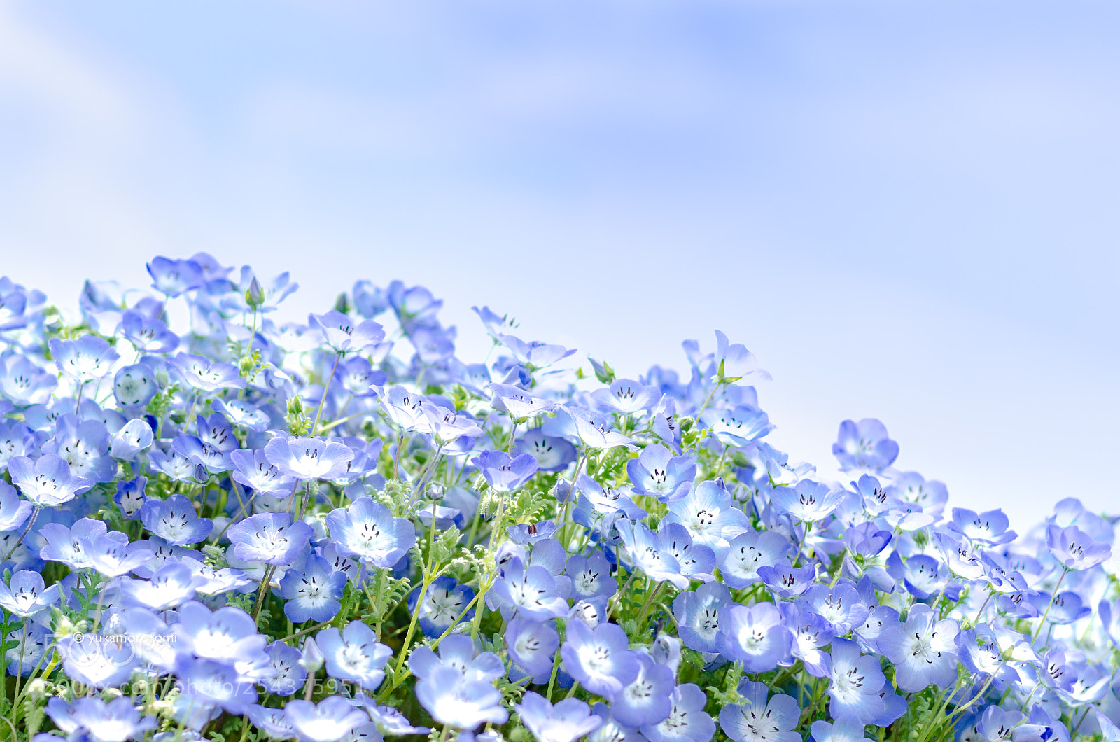 Nikon D7000 sample photo. Nemophila photography