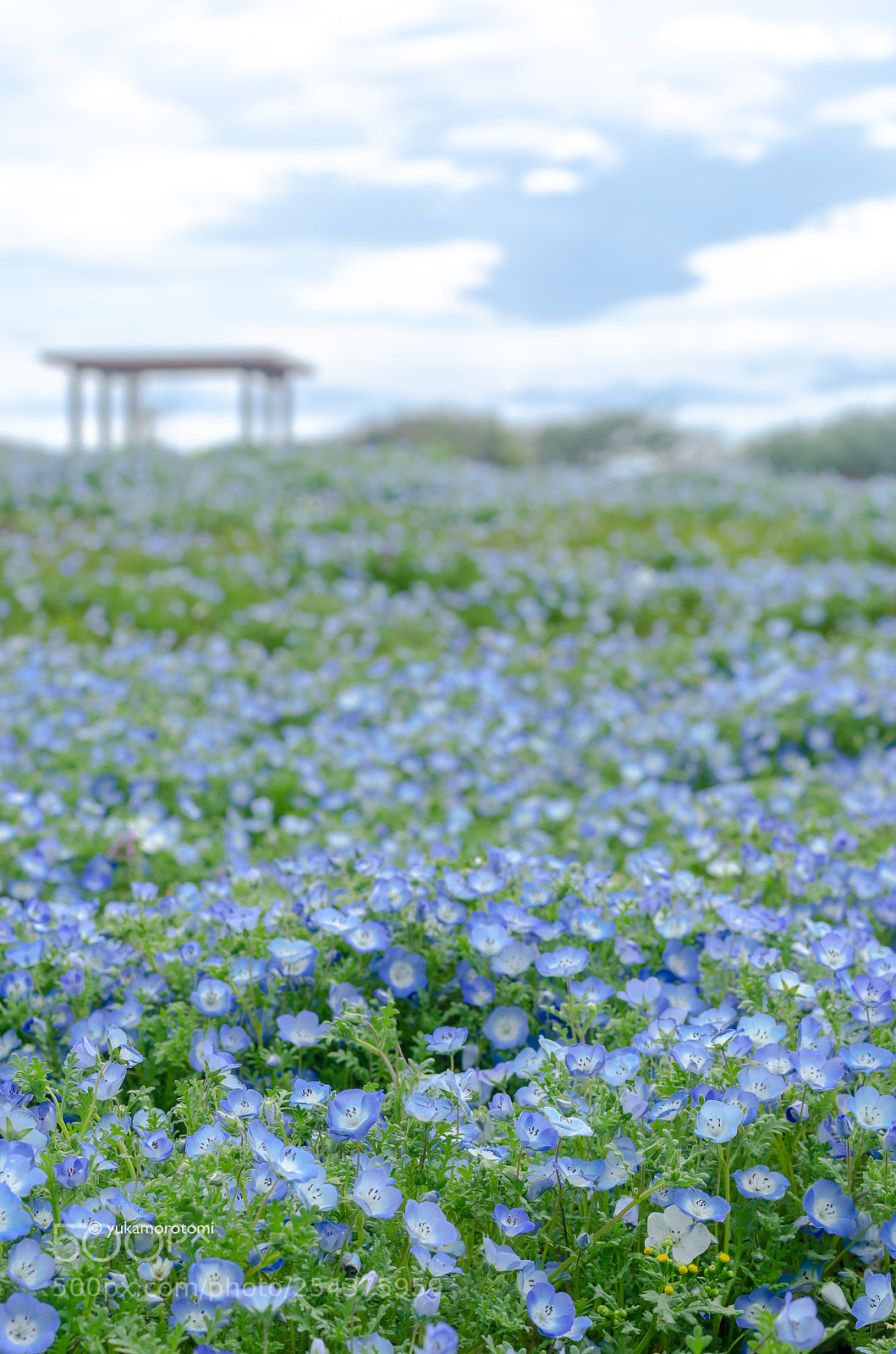 Nikon D7000 sample photo. Nemophila photography