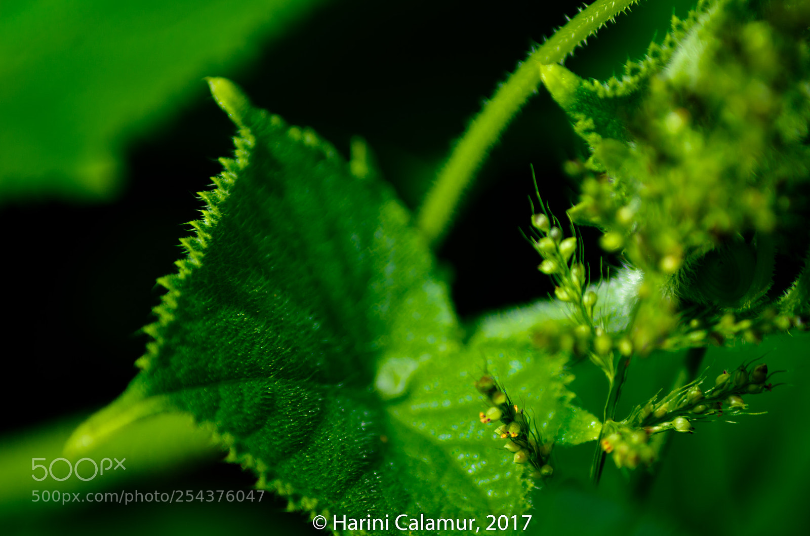 Nikon D7000 sample photo. Macro green photography