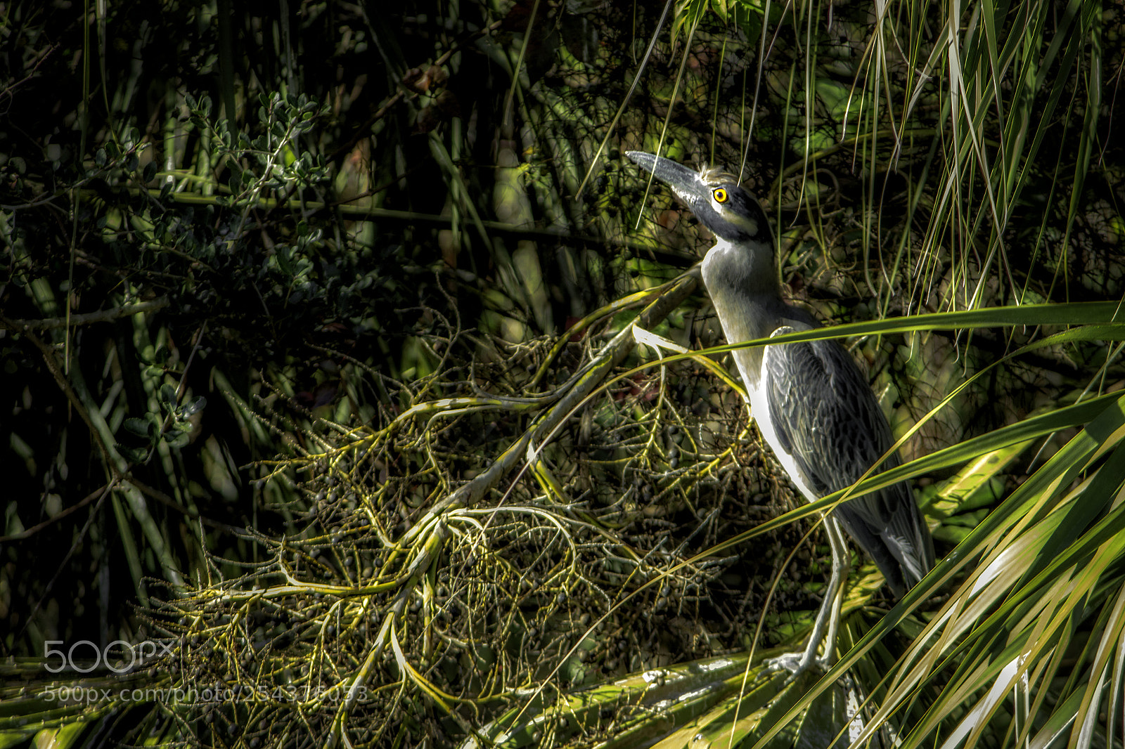 Canon EOS 600D (Rebel EOS T3i / EOS Kiss X5) sample photo. Yellow-crested night heron photography
