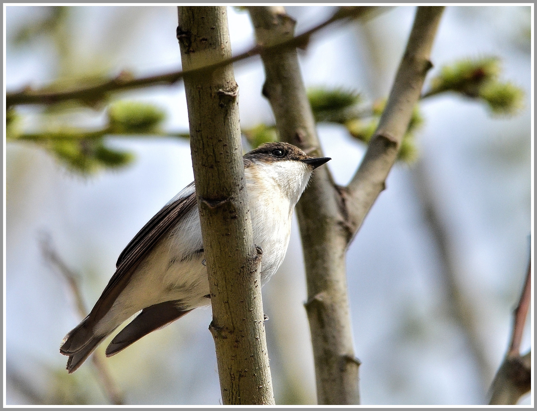 Sigma 150-500mm F5-6.3 DG OS HSM sample photo. .... Весна пришла .... photography