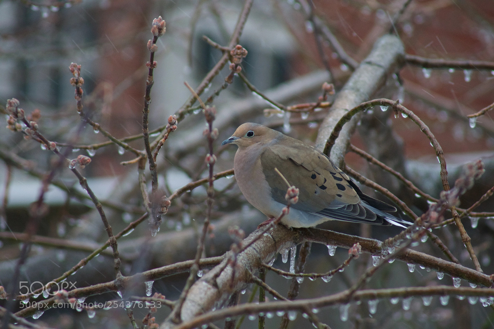Sony a6300 sample photo. Waiting for spring photography