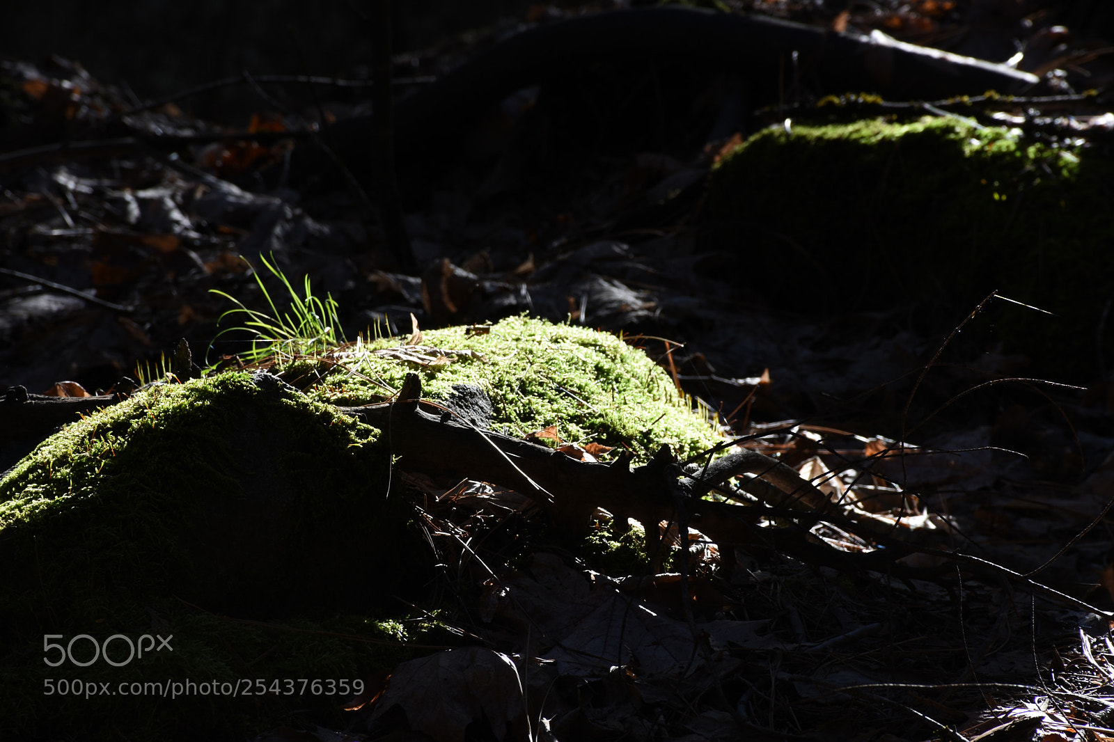 Nikon D7200 sample photo. Fairy photography