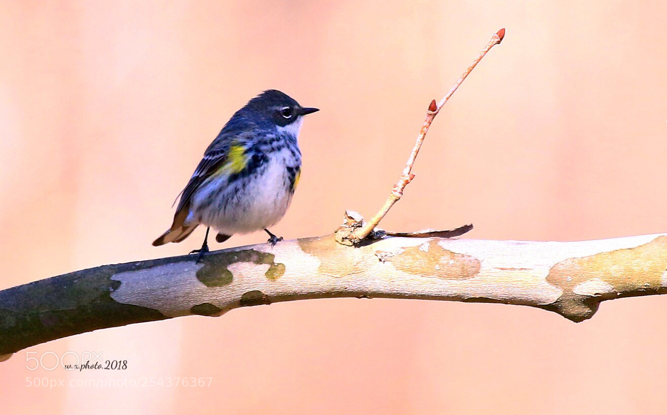 Canon EOS 7D Mark II sample photo. Yellow-rumped warbler photography