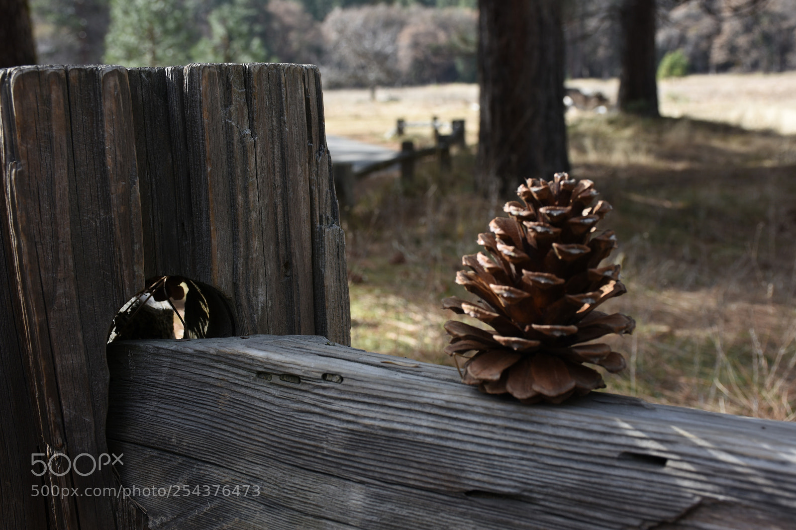 Nikon D7200 sample photo. Piña posando photography