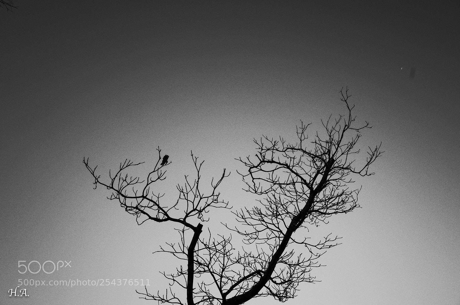 Ricoh GR II sample photo. Tree. photography