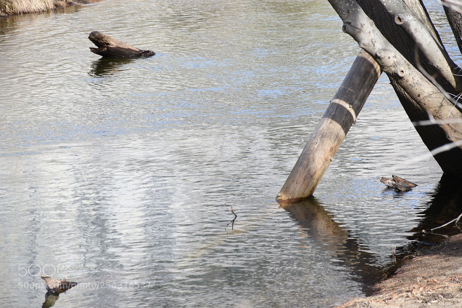 Nikon D7200 sample photo. Marco natural photography