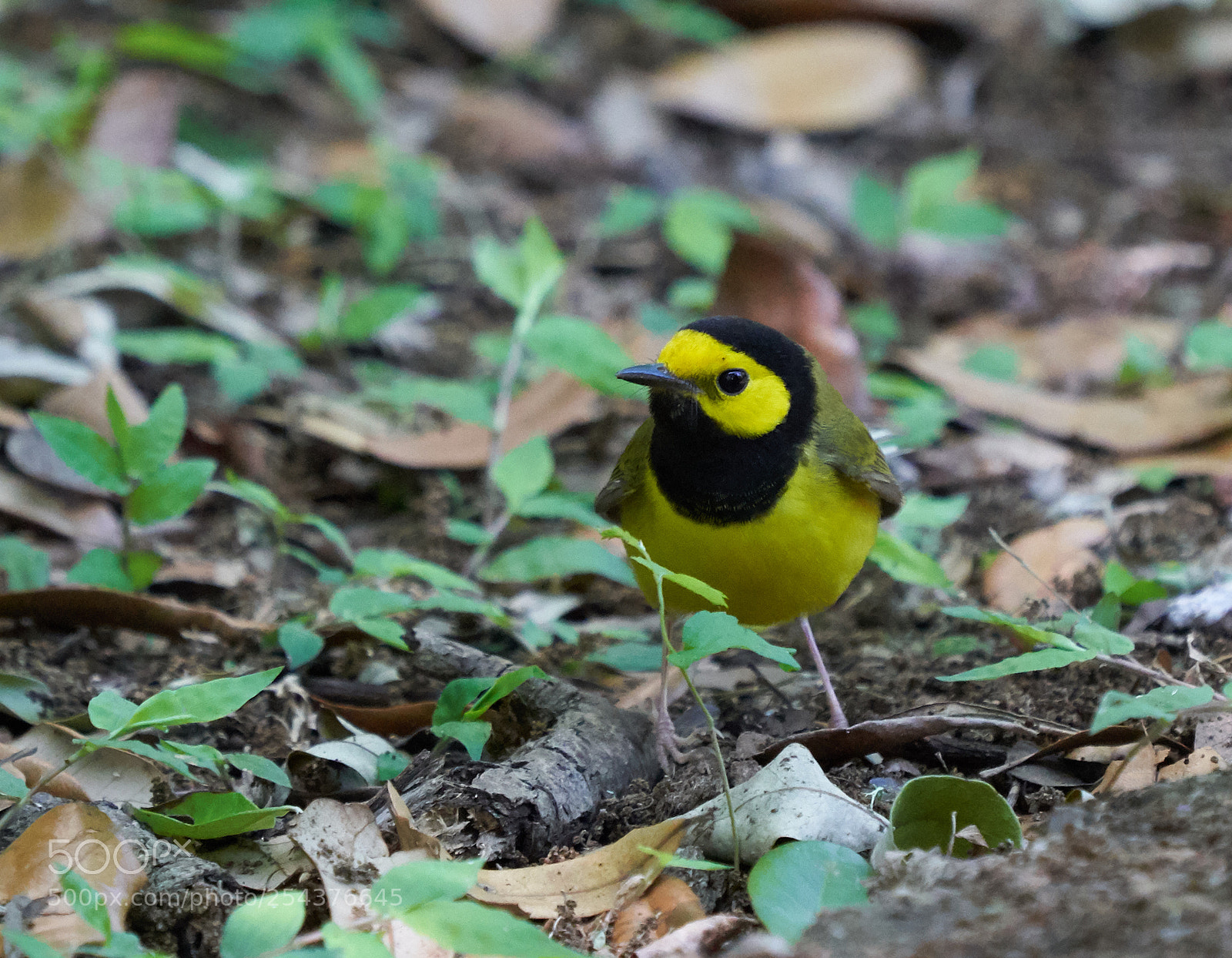 Sony a7R III sample photo. Hooded warbler (male) photography