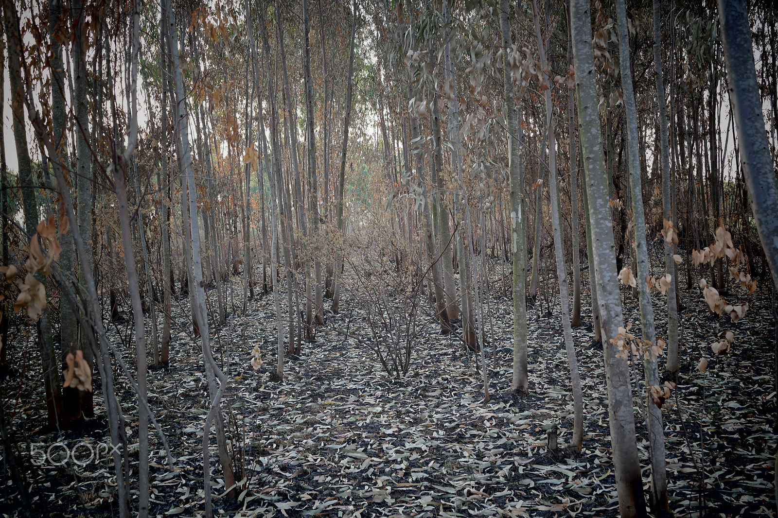 Samsung NX2000 sample photo. Please don't destruct photography