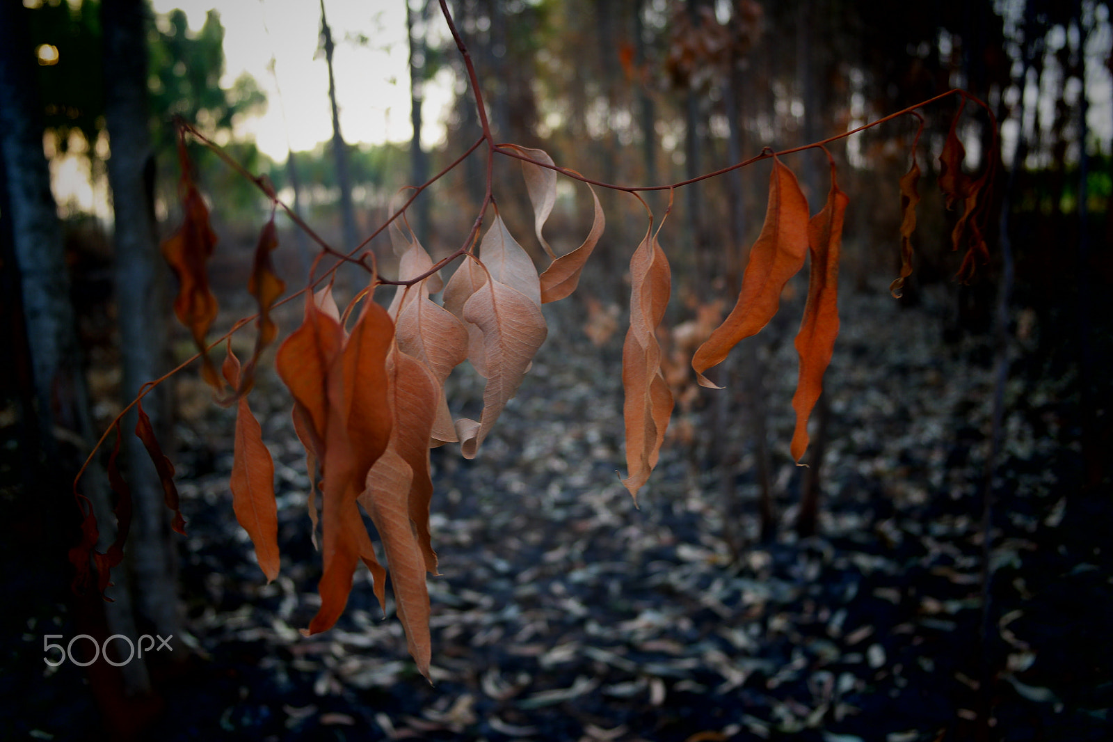 Samsung NX2000 sample photo. Please don't destruct photography