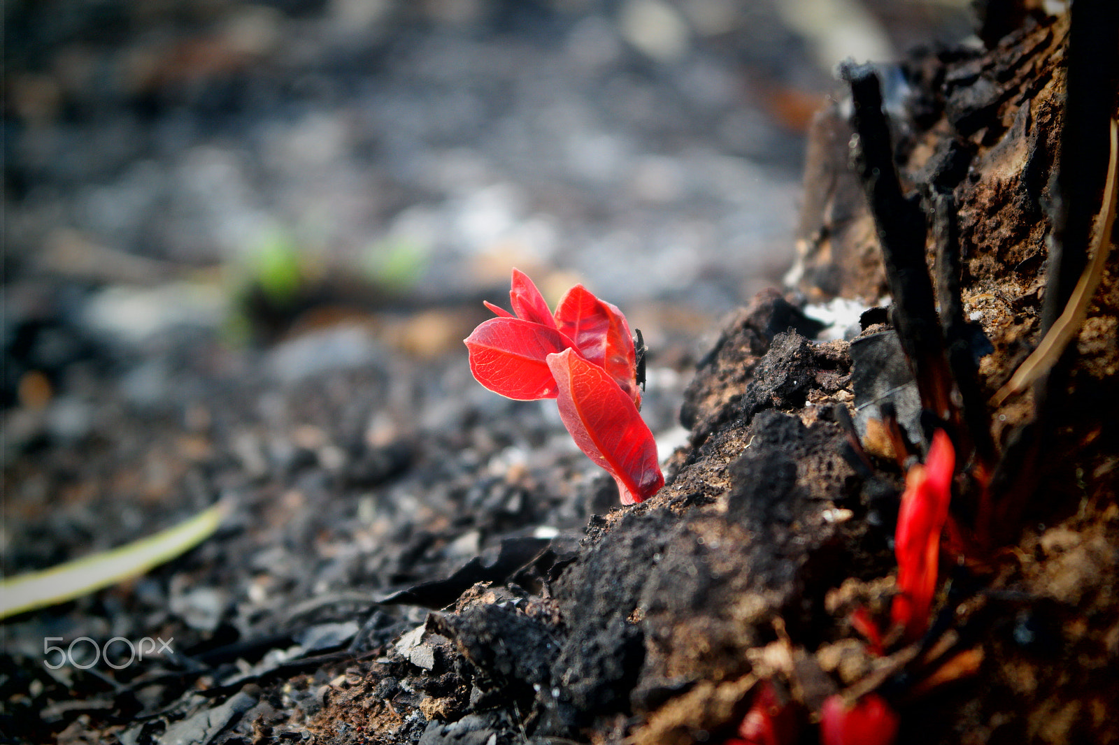 Samsung NX2000 sample photo. Please don't destruct photography