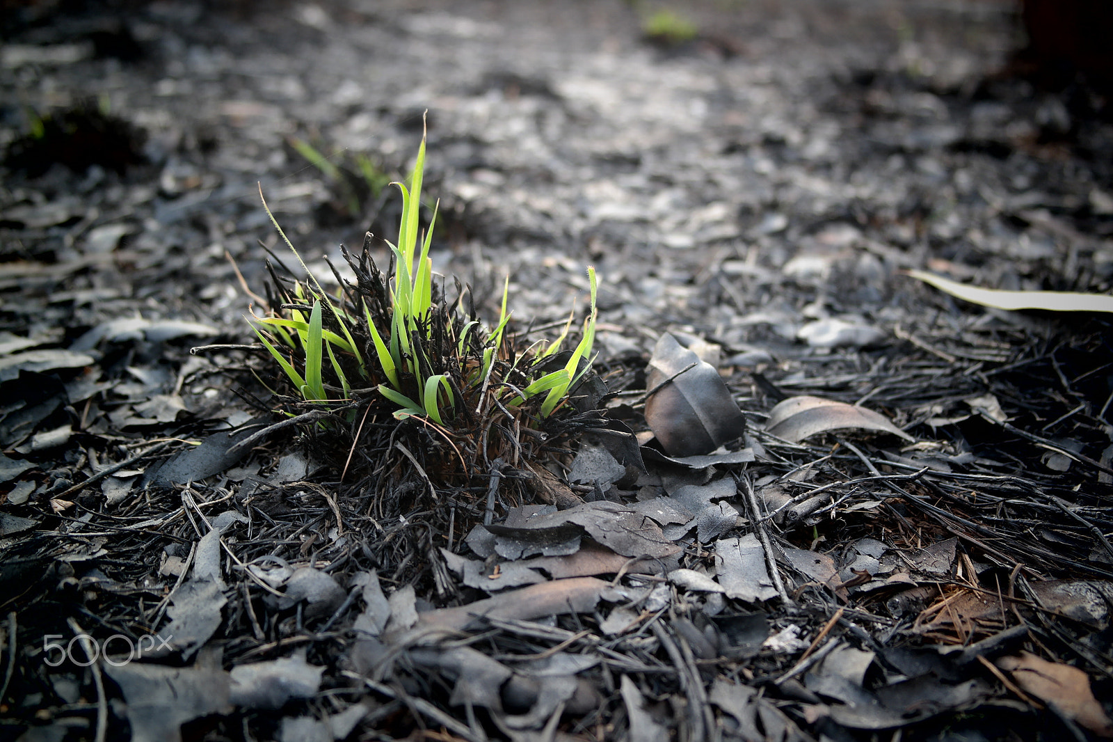 Samsung NX2000 sample photo. Please don't destruct photography