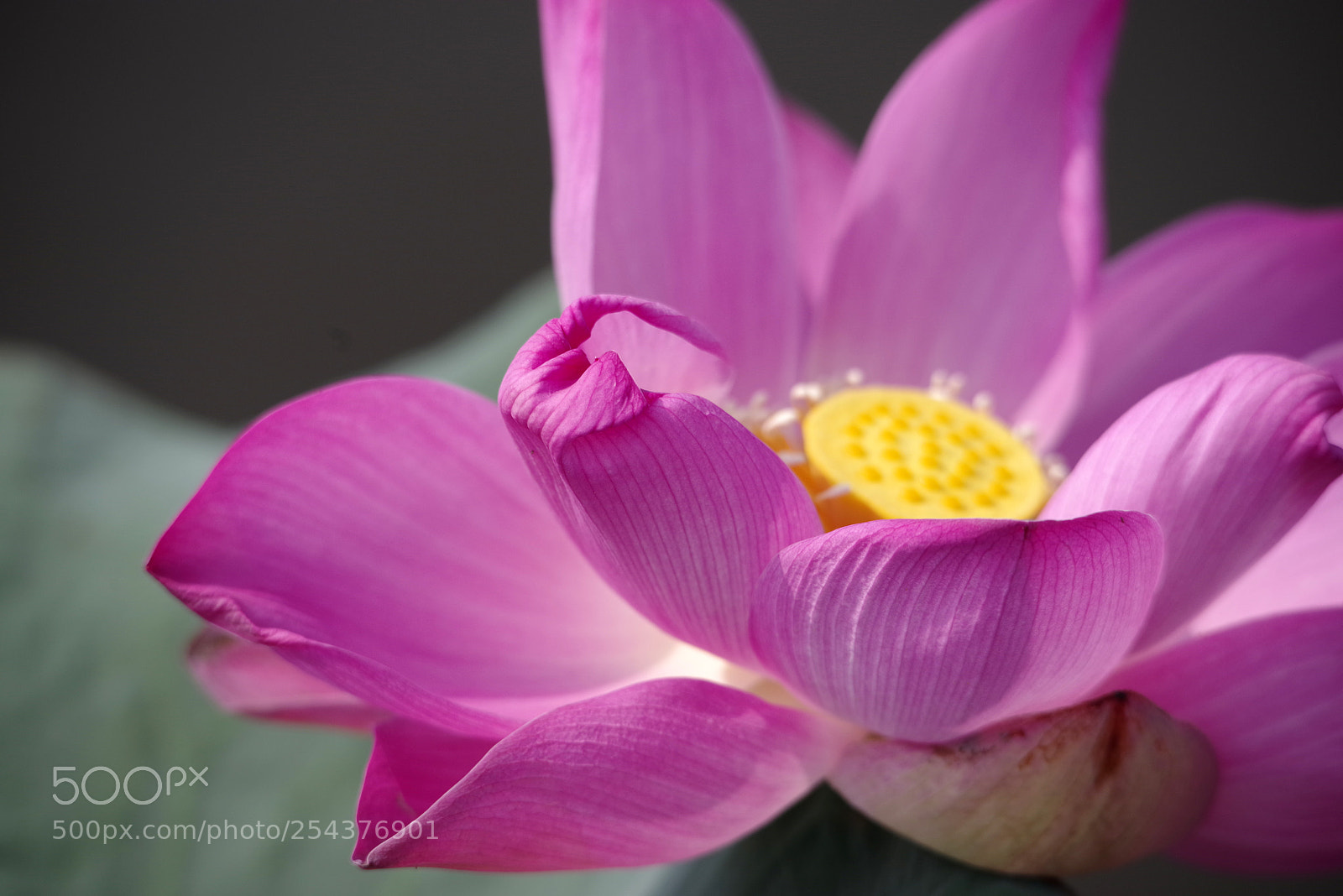 Pentax K-1 sample photo. Aaa photography