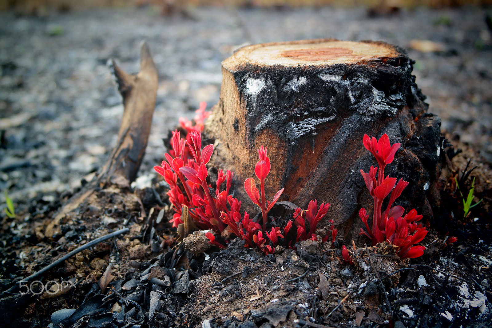 Samsung NX2000 sample photo. Please don't destruct photography