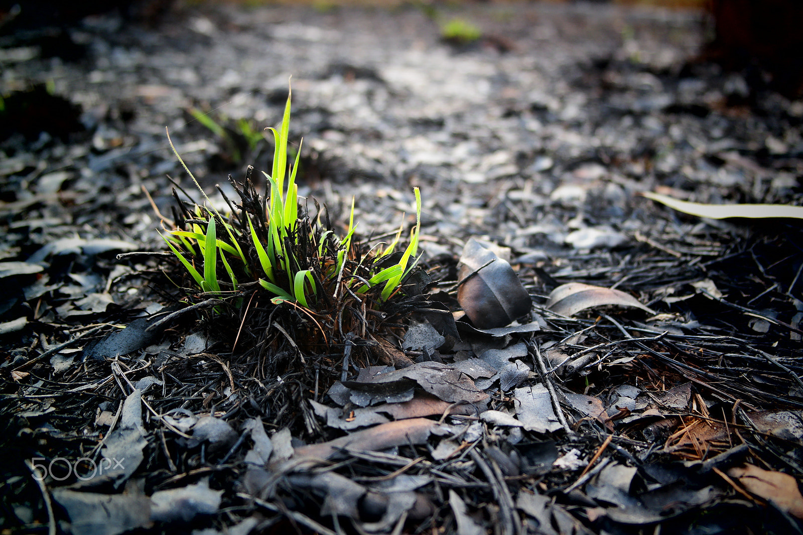 Samsung NX2000 sample photo. Please don't destruct photography