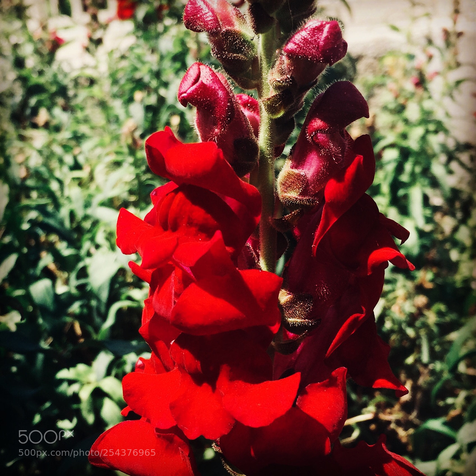 Apple iPhone 6 sample photo. Untitled photography