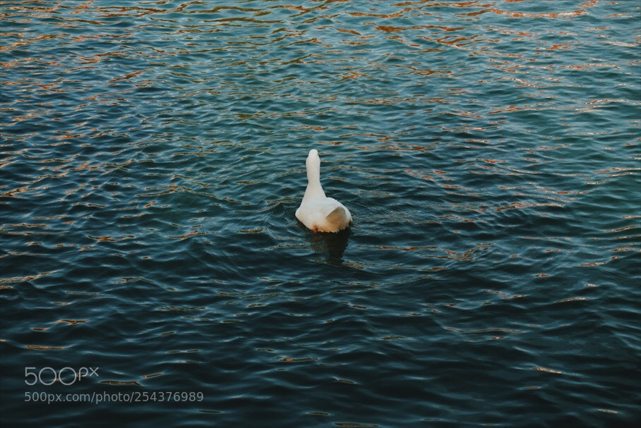 Sony a6000 sample photo. Lone duck photography