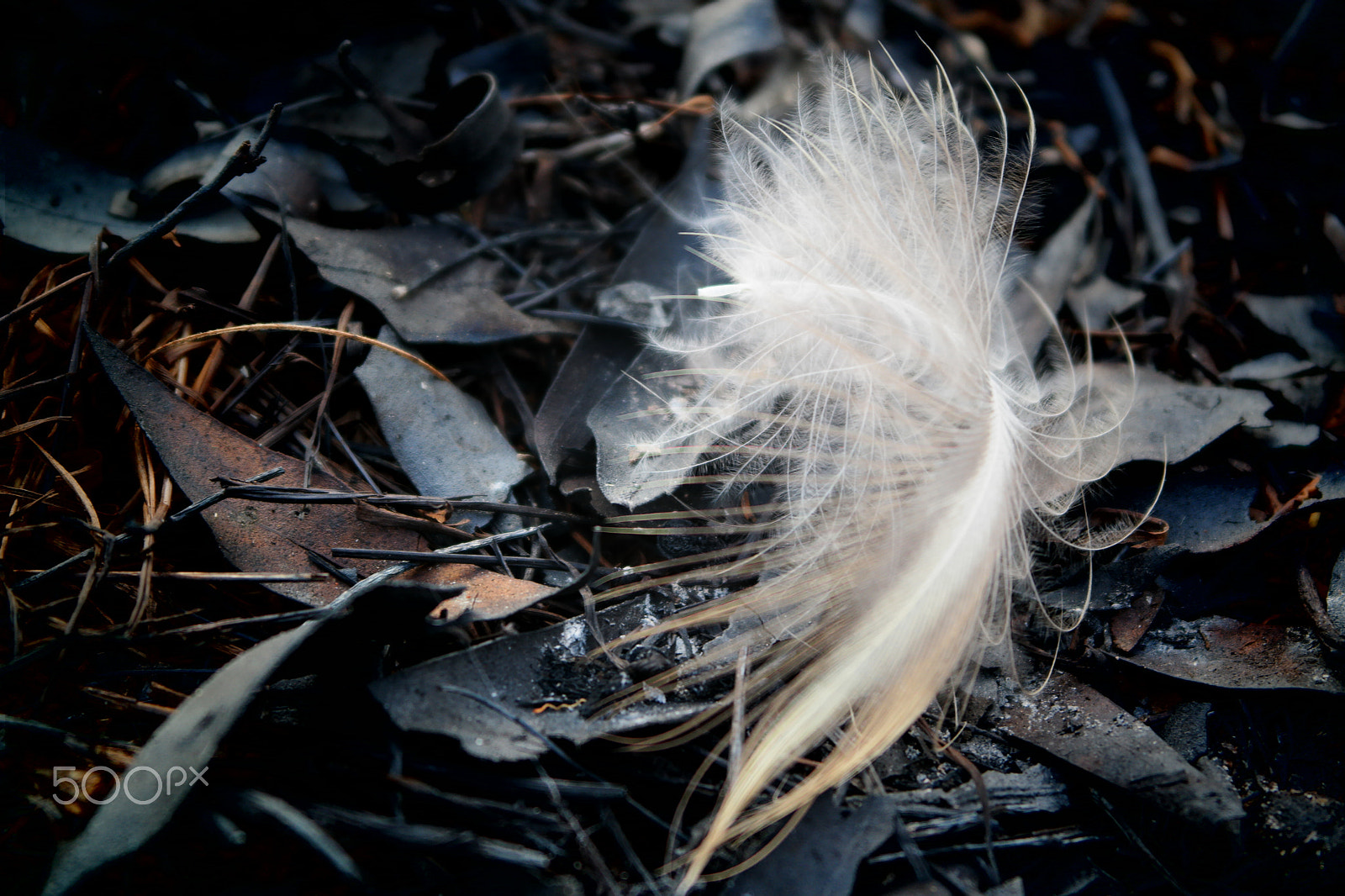 Samsung NX2000 sample photo. Please don't destruct photography