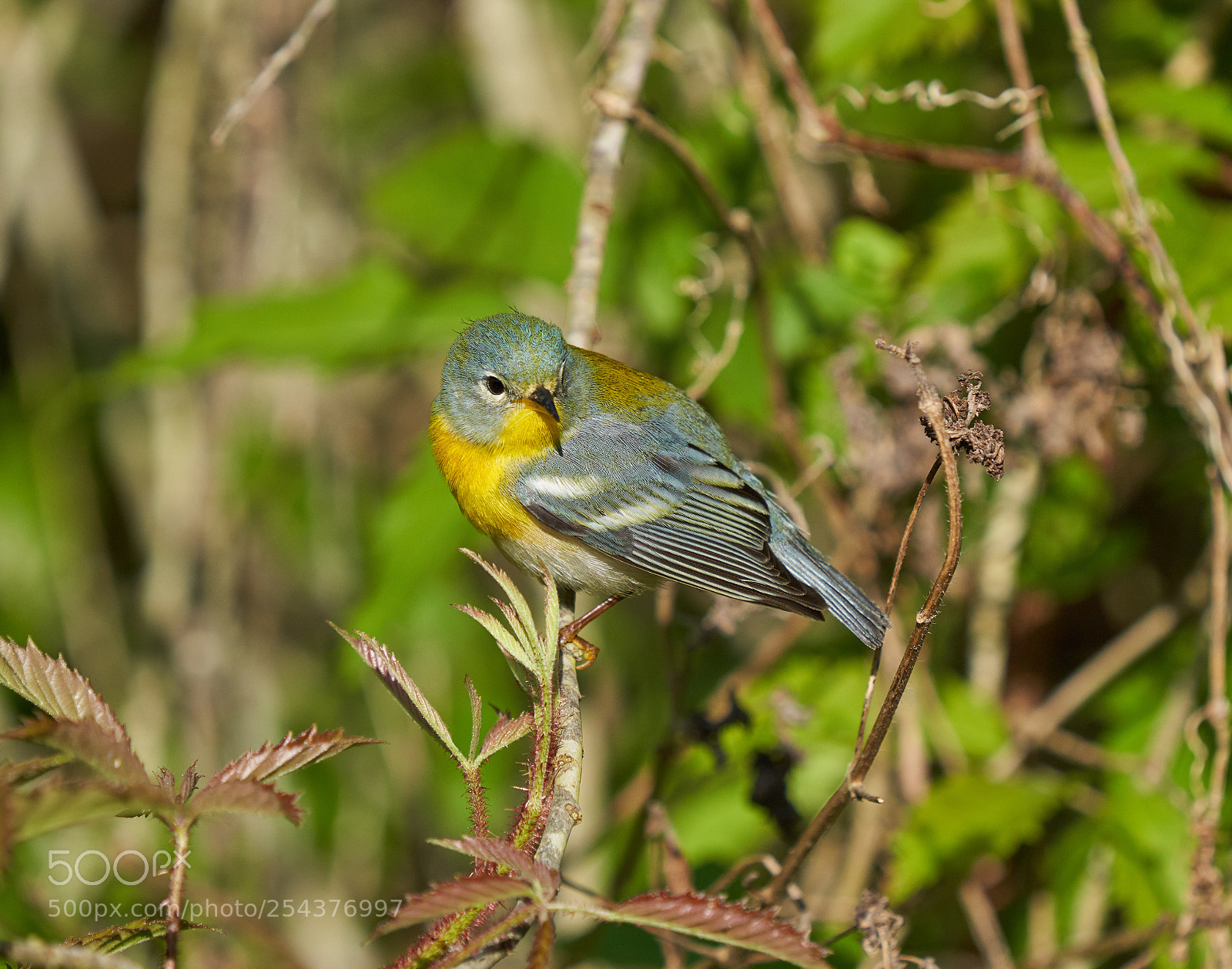 Sony a7R III sample photo. Northern parula photography