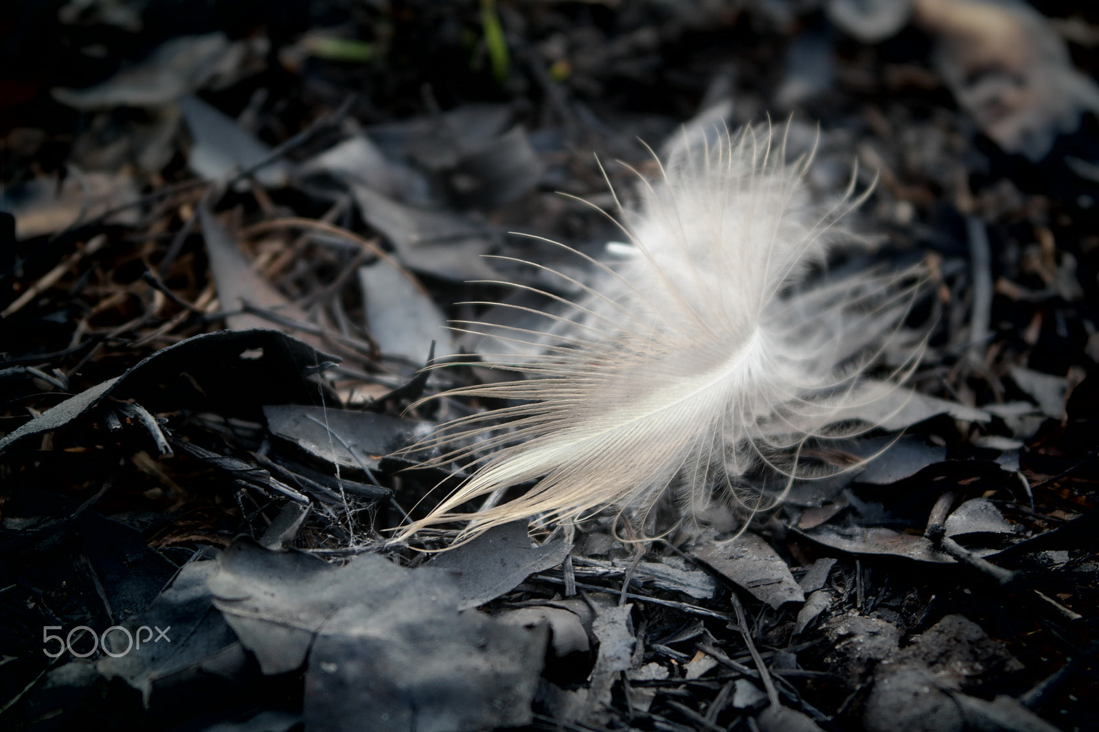 Samsung NX2000 sample photo. Please don't destruct photography