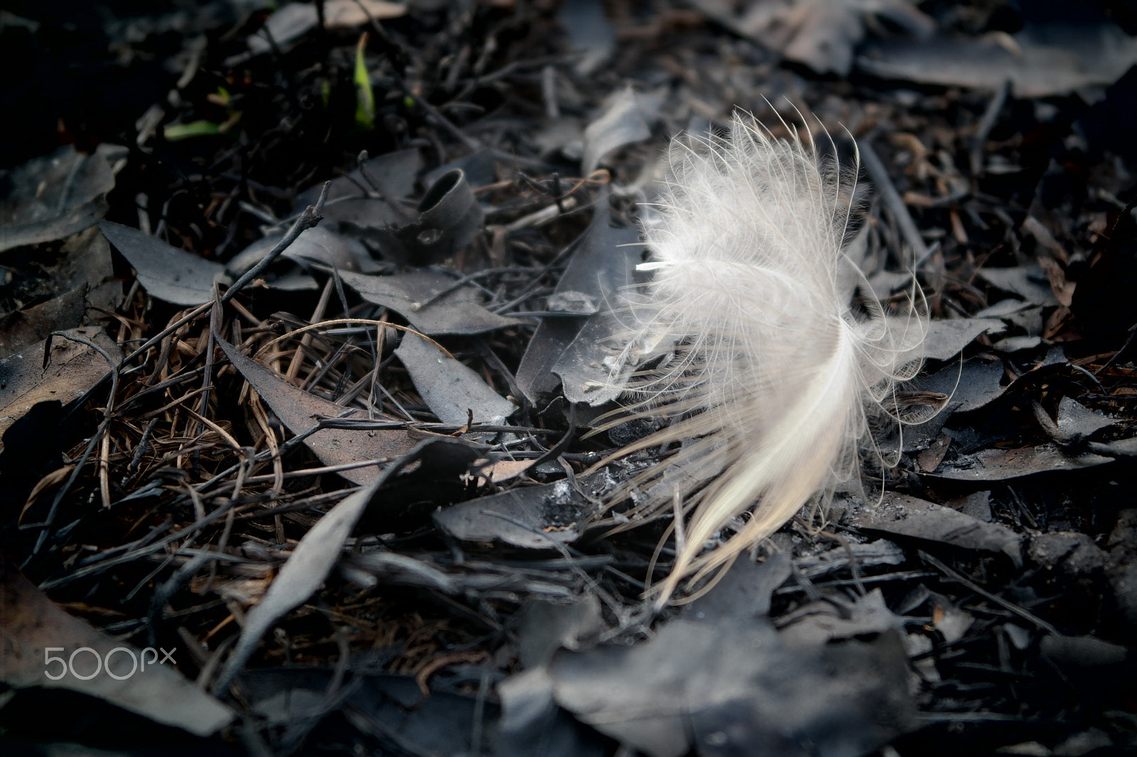 Samsung NX2000 sample photo. Please don't destruct photography