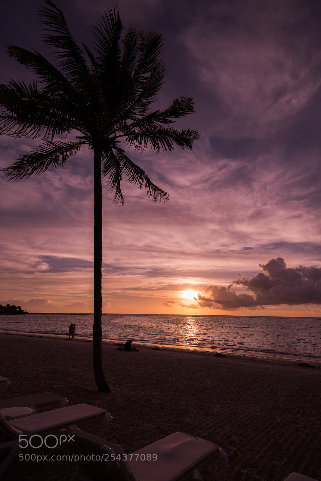 Sony a7R III sample photo. Bajo la palmera photography