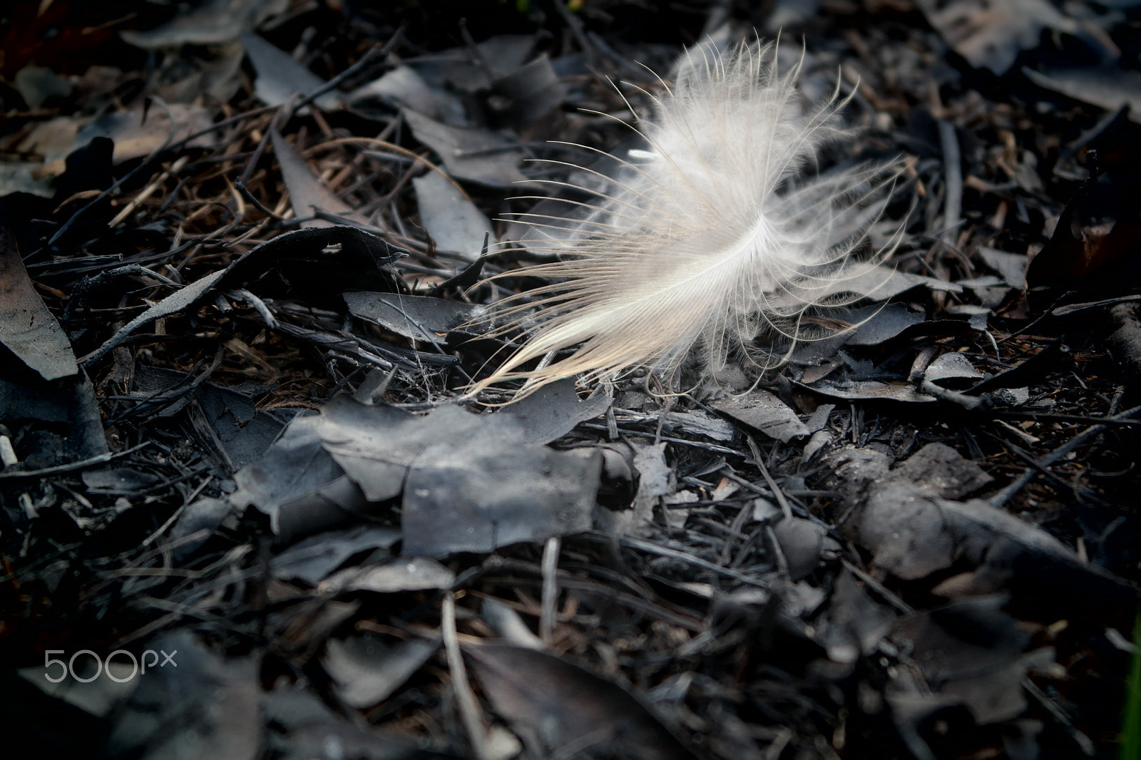 Samsung NX2000 sample photo. Please don't destruct photography