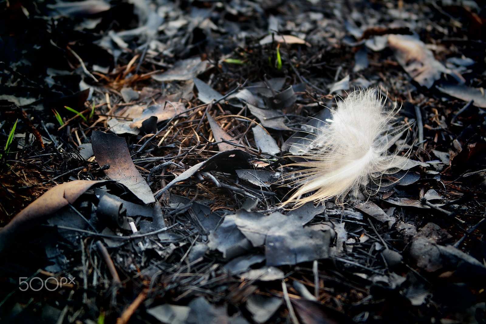 Samsung NX2000 sample photo. Please don't destruct photography
