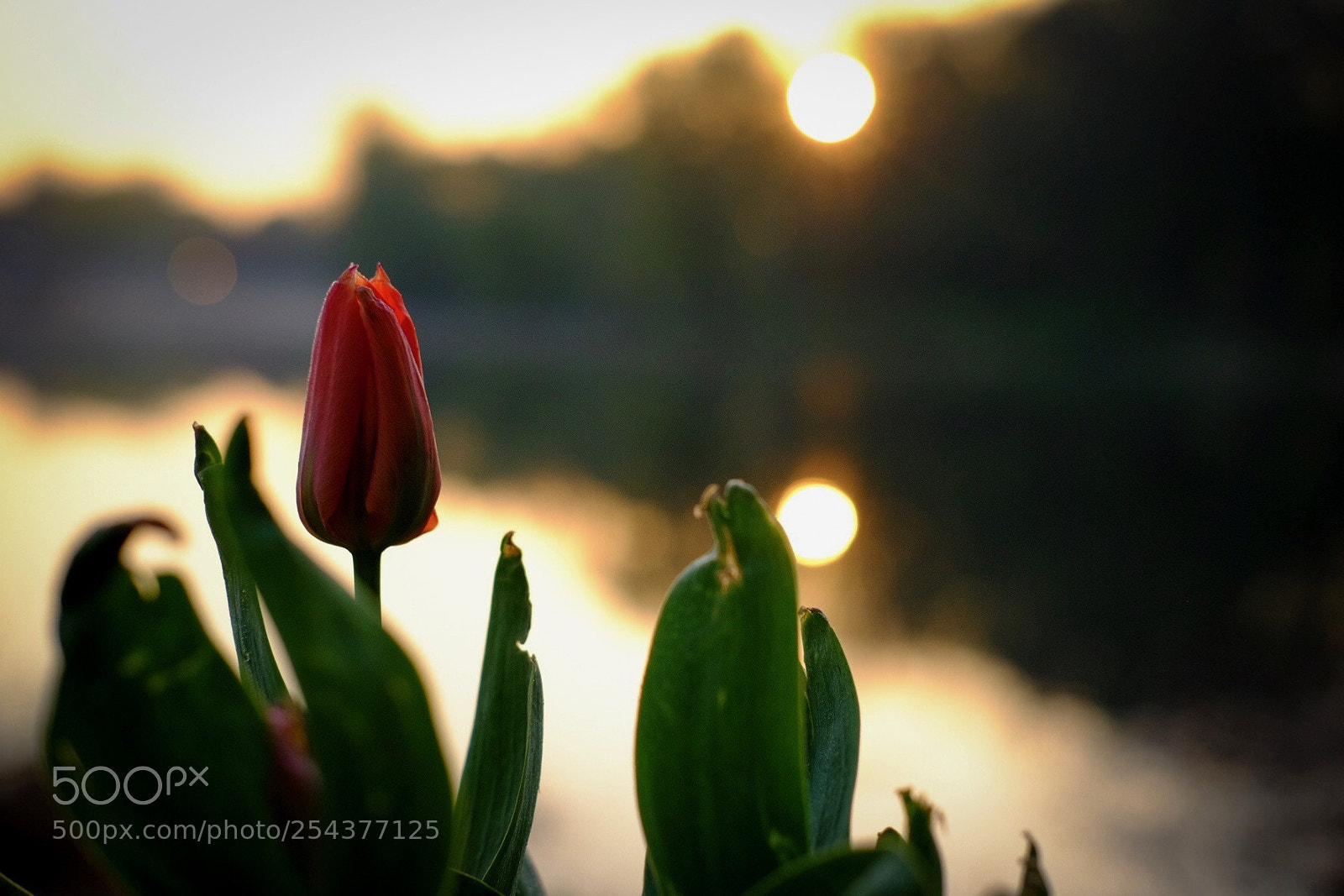 Fujifilm X-T10 sample photo. Morning tulip photography