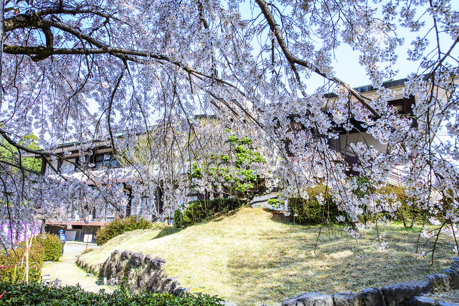 Nikon D850 sample photo. Daigoji temple sakura 醍醐寺櫻花 photography