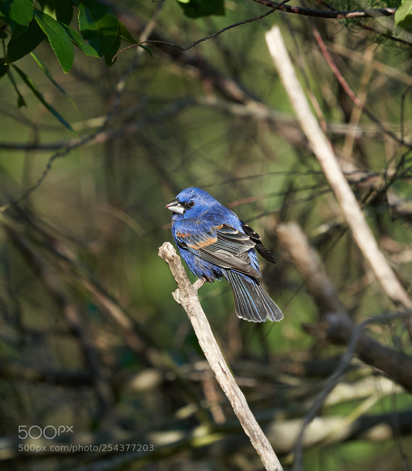 Sony a7R III sample photo. Blue grosbeak photography