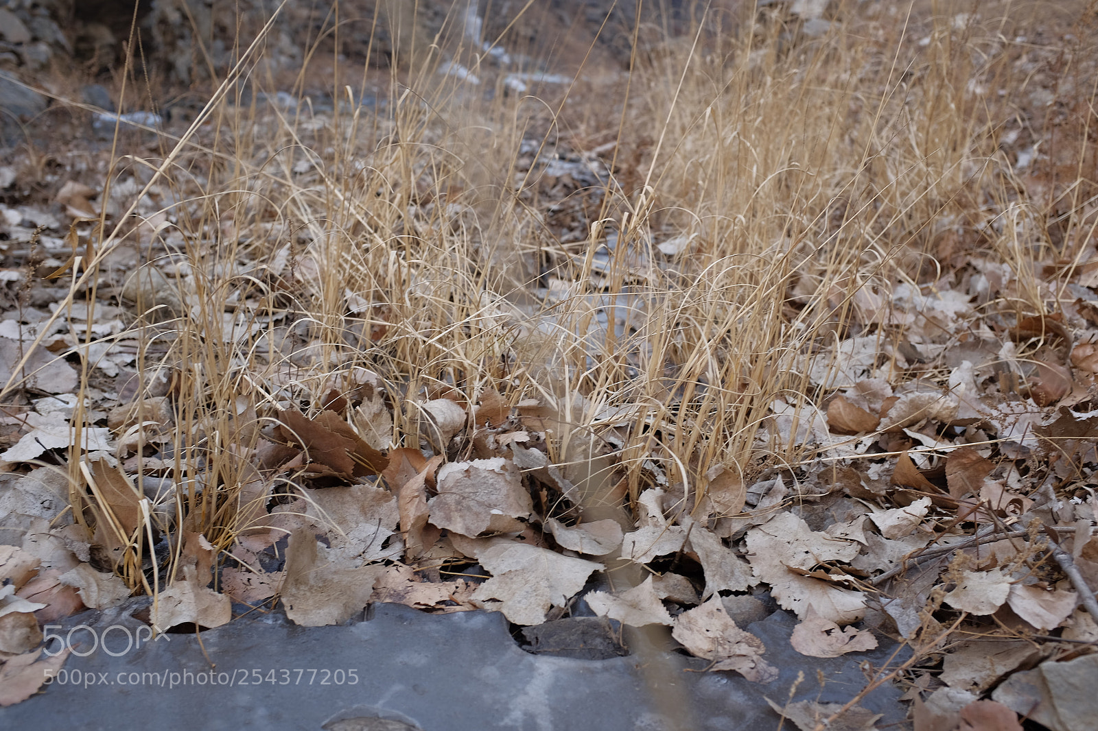 Fujifilm X100S sample photo. Dsf photography
