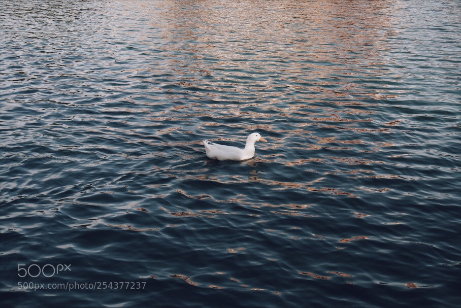 Sony a6000 sample photo. Untitled photography
