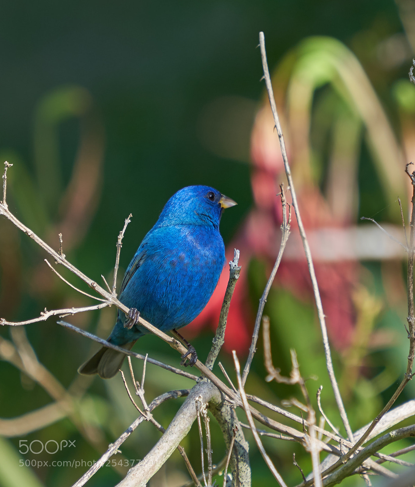 Sony a7R III sample photo. Indigo bunting photography